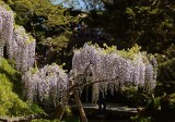 SF Japanese Tea Garden