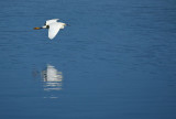 Snowy Gliding