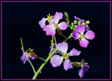 Wild Radish In Sunlight