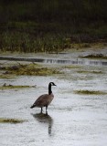 Canada Goose Reflected