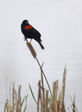Red Wing Blackbird on Cattail