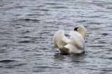 Swan Wings Up