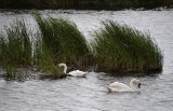 Two Swans Eating