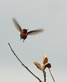 Allens Hummingbird Take Off