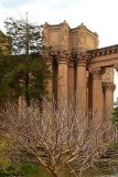 Bare Tree and Columns