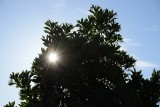 10/19/16: Sunstar Through the Tree