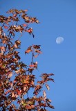 Leaves and Moon