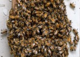 A Mass of Honey Bees