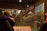 Four Giraffes - Crowded Night Time Visit