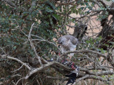 Goshawk