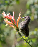 Female