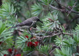 Female Sunbird