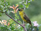 Female Weaver