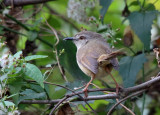 Prinia