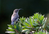 Female Sunbird