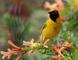 Village Weaver