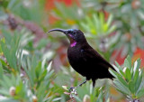 African Black Sunbird