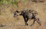 Spotted Hyena