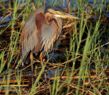 Purple Heron