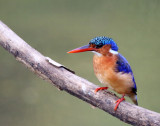 Malachite kingfisher