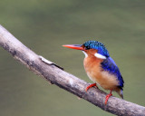 Malachite kingfisher