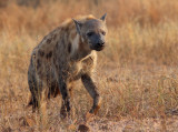 Hyena