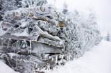 Black Forest Winter Scenery