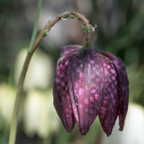 Fritillaria