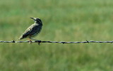 WESTERN MEADOWLARK.JPG