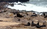SOUTHERN FUR SEAL ROOKERY-SKELETON COAST