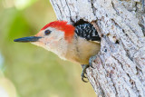 Watchful Woodpecker