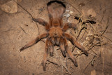 Rio Grande Gold Tarantula - Aphonopelma moderatum