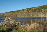 BEAVER LODGE