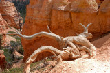 BRYCE CANYON NATIONAL PARK, UTAH