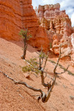BRYCE CANYON NATIONAL PARK, UTAH