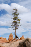 LIMBER PINE