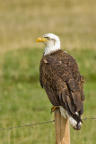 AMERICAN BALD EAGLE