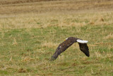 AMERICAN BALD EAGLE