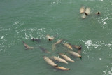 SEA LION CAVES