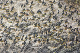 CORMORANTS NESTING