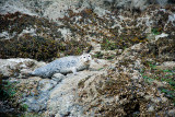 HARBOR SEAL