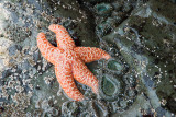 STARFISH