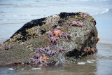 STARFISH AND SEA ANEMONE