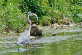 GREAT BLUE HERON