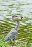 GREAT BLUE HERON