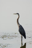 GREAT BLUE HERON