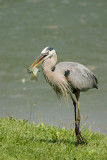 GREAT BLUE HERON