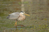 GREAT BLUE HERON