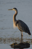 GREAT BLUE HERON
