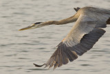 GREAT BLUE HERON